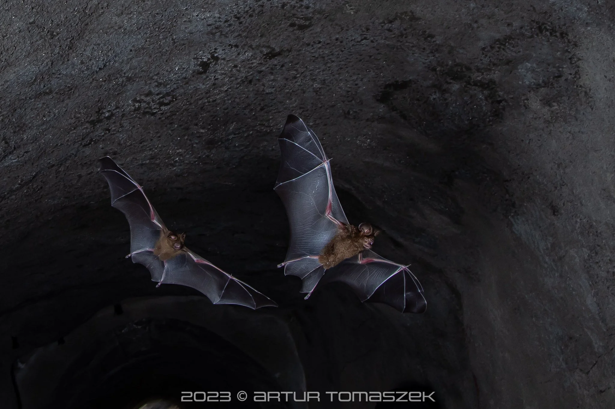 Hipposideros armiger