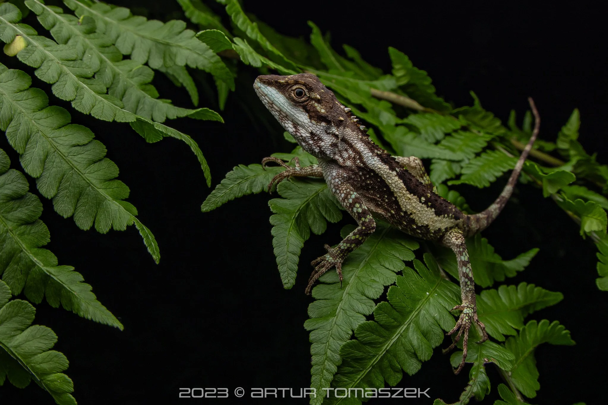 Diploderma polygonatum xanthostomum