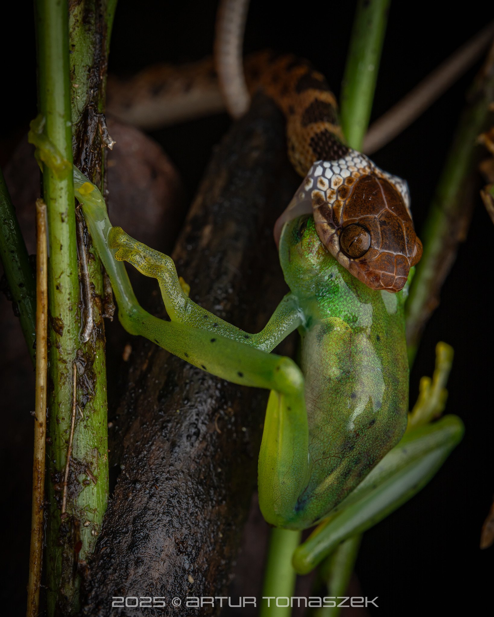 Leptodeira ornata.jpg