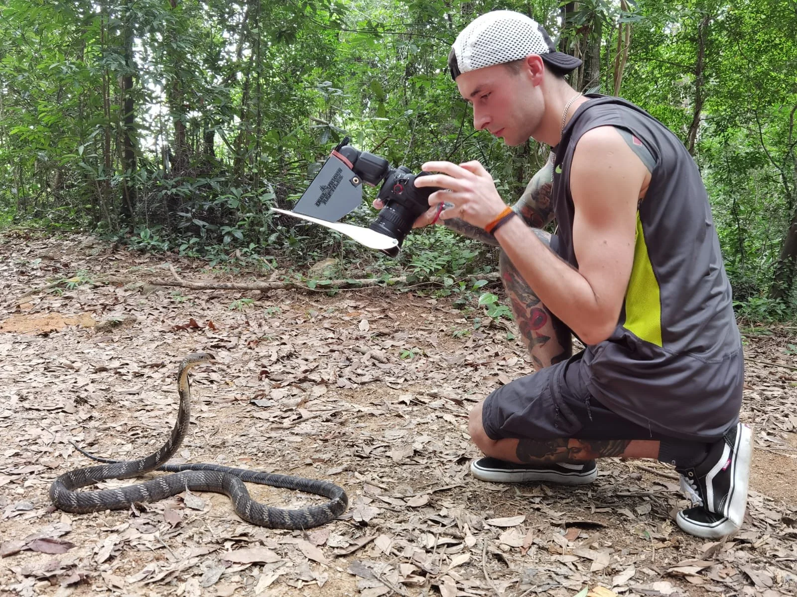 Photographing a king cobra
