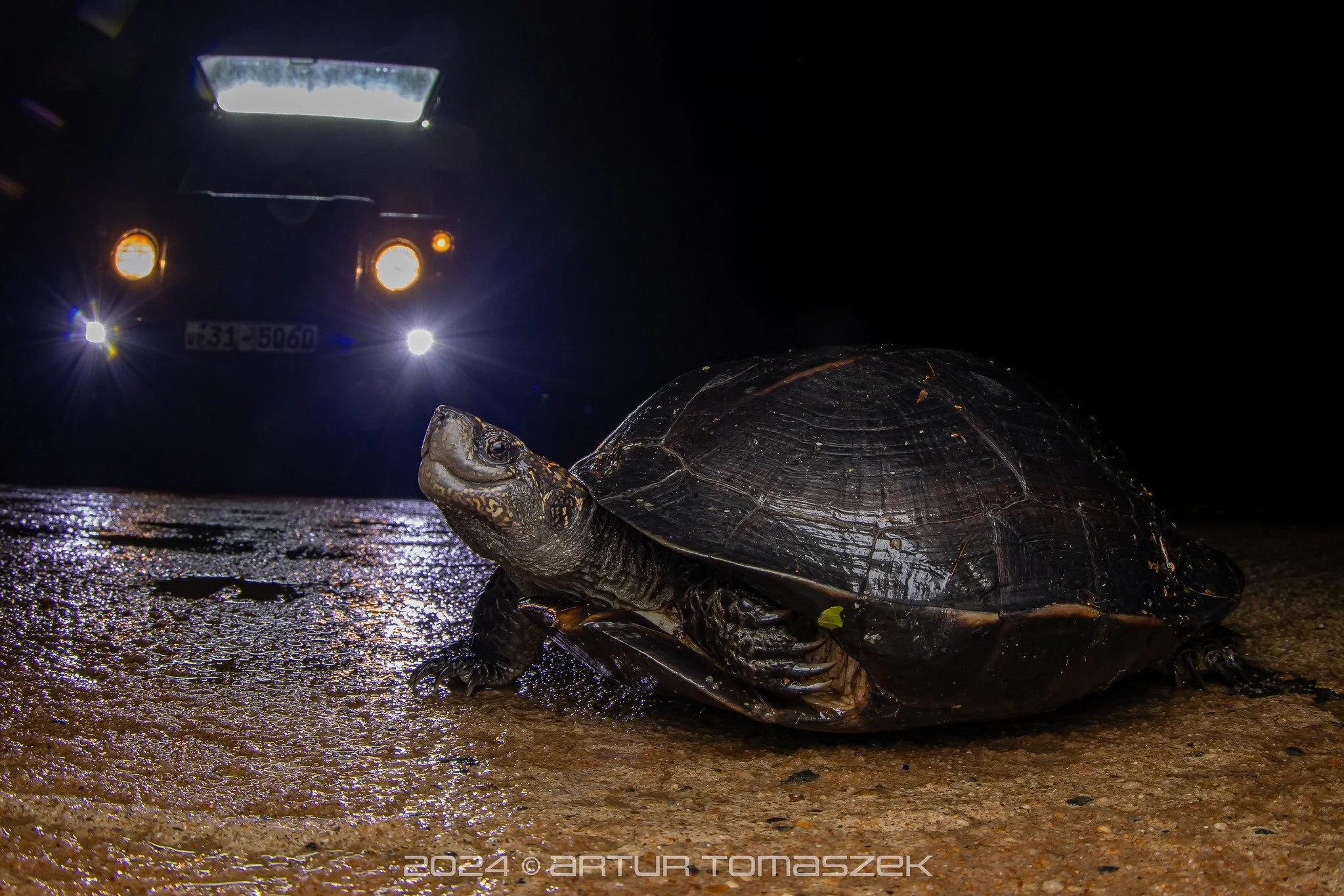 Melanochelys trijuga