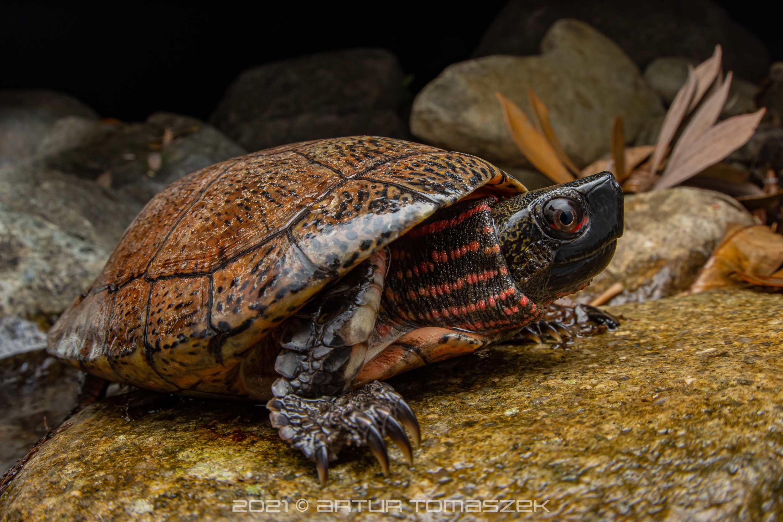 Sacalia bealei
(BEALE’S EYED TURTLE)