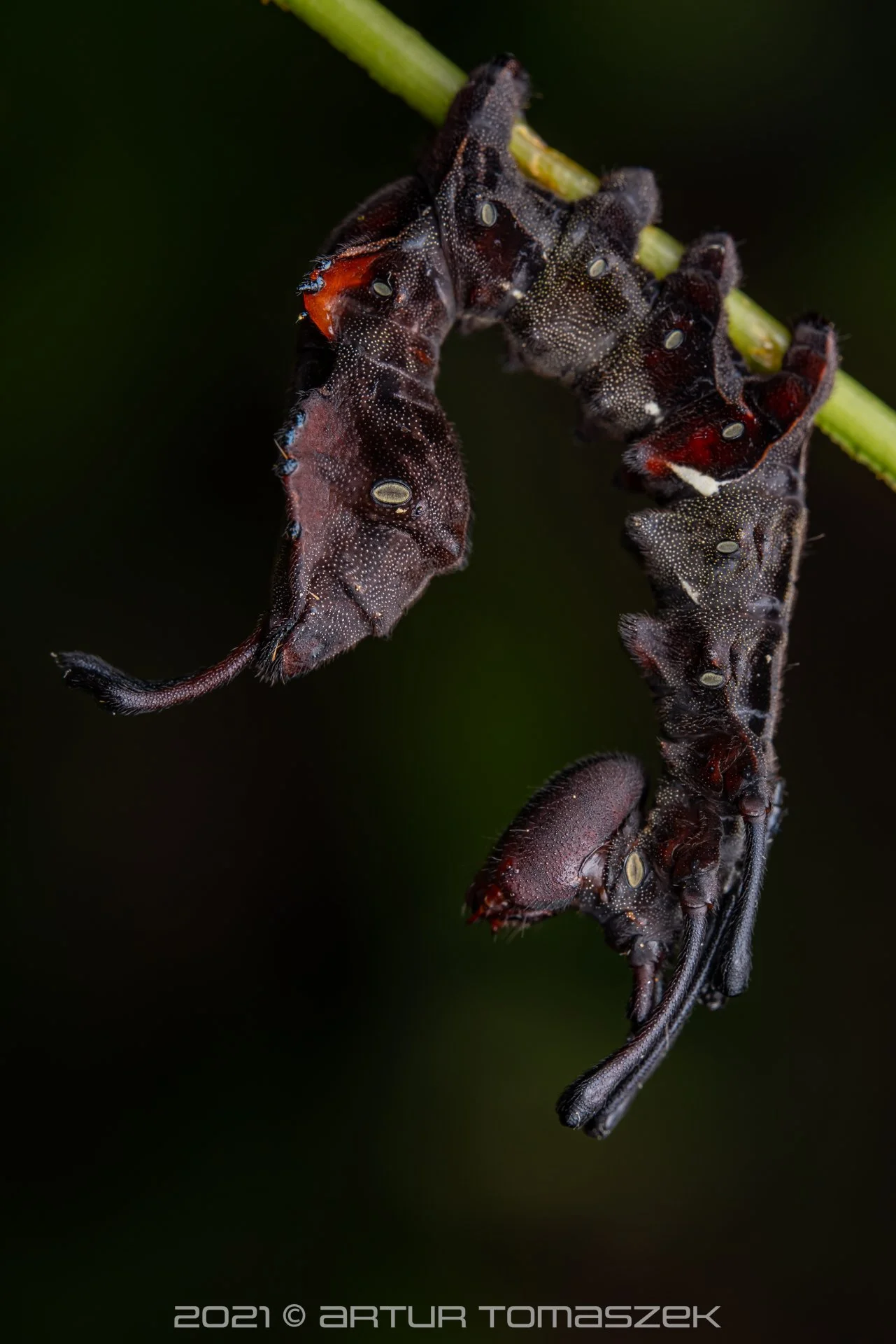 [CATERPILLAR] Stauropus sp.