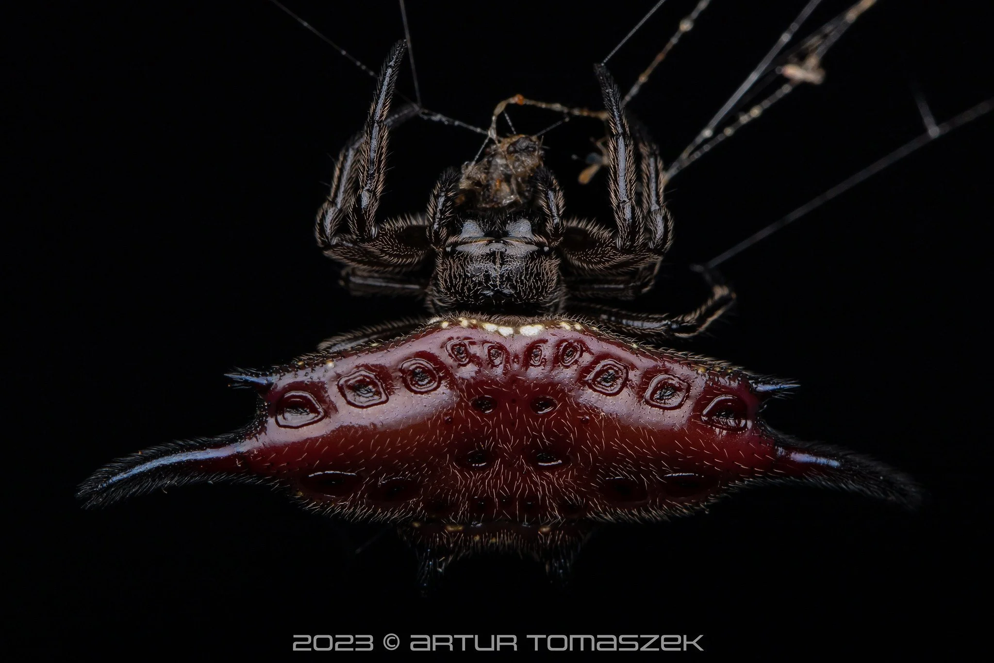 Gasteracantha diardi