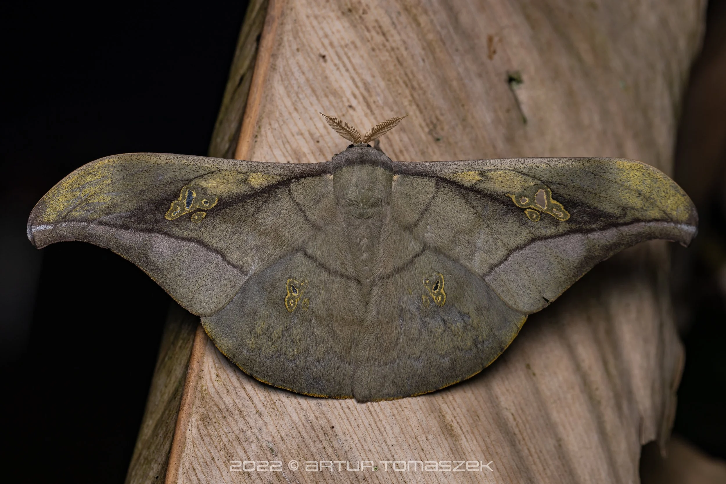 Antheraea rosieri