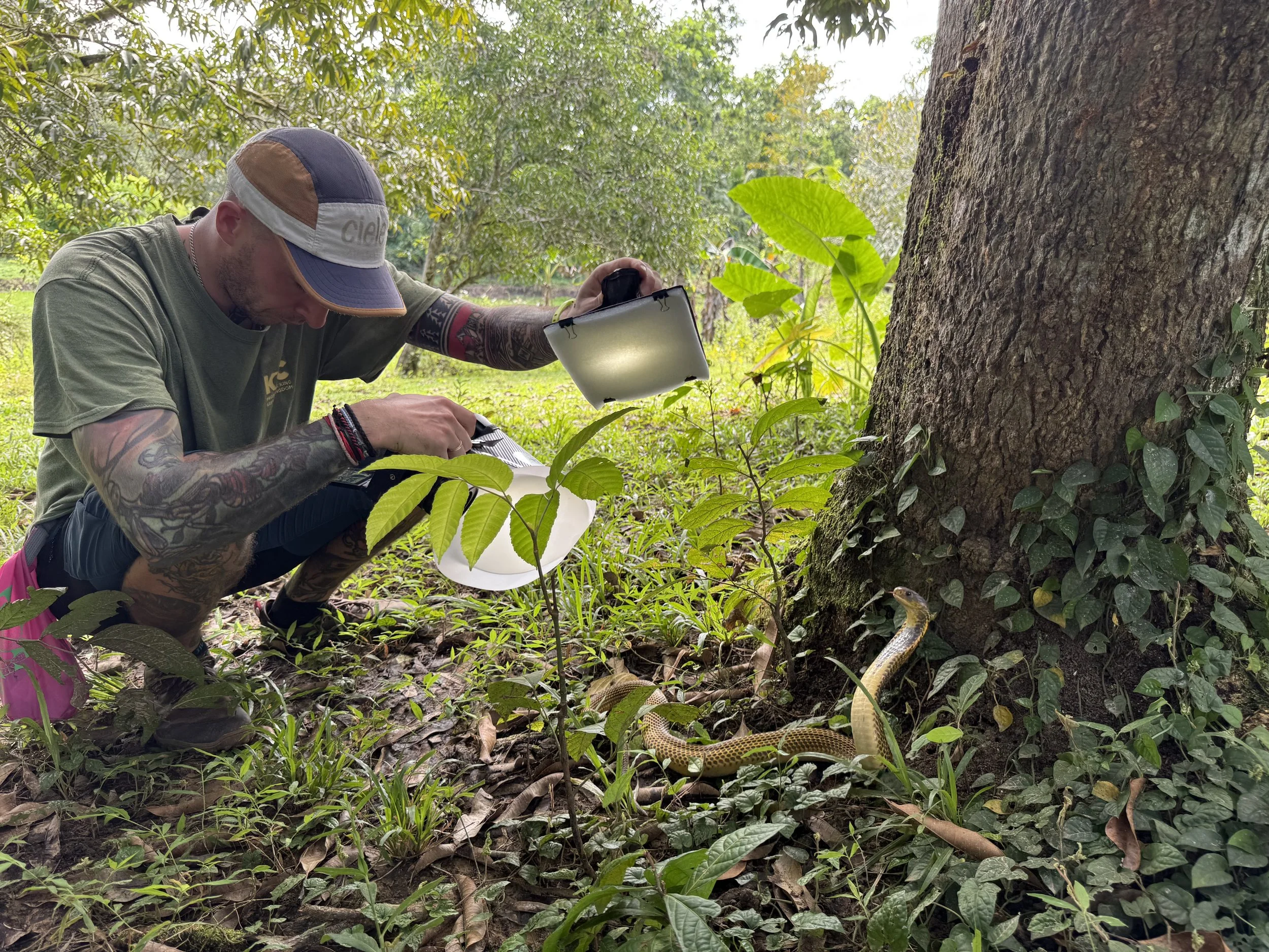 Photographing a samar cobra in the Philippines.
