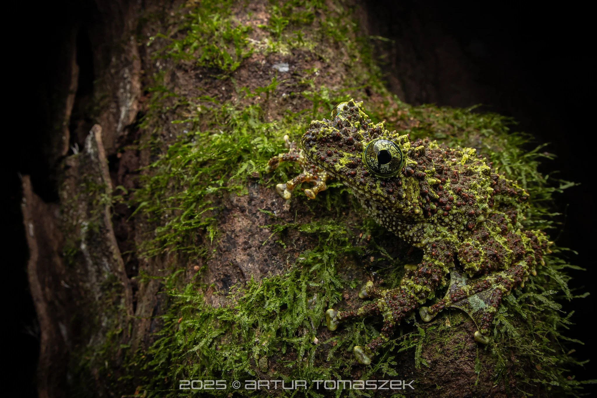 Theloderma corticale.jpg