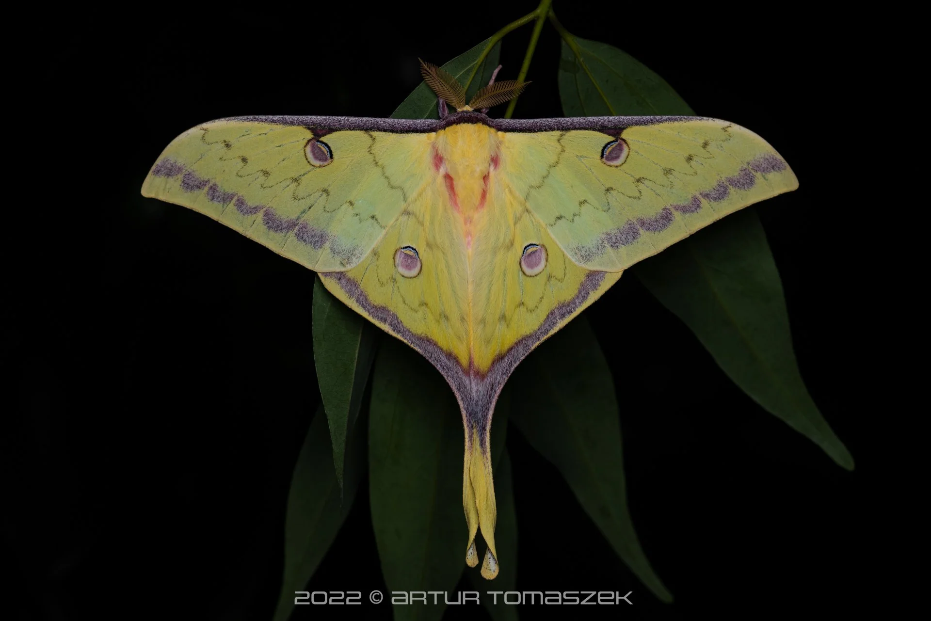 Actias sinensis