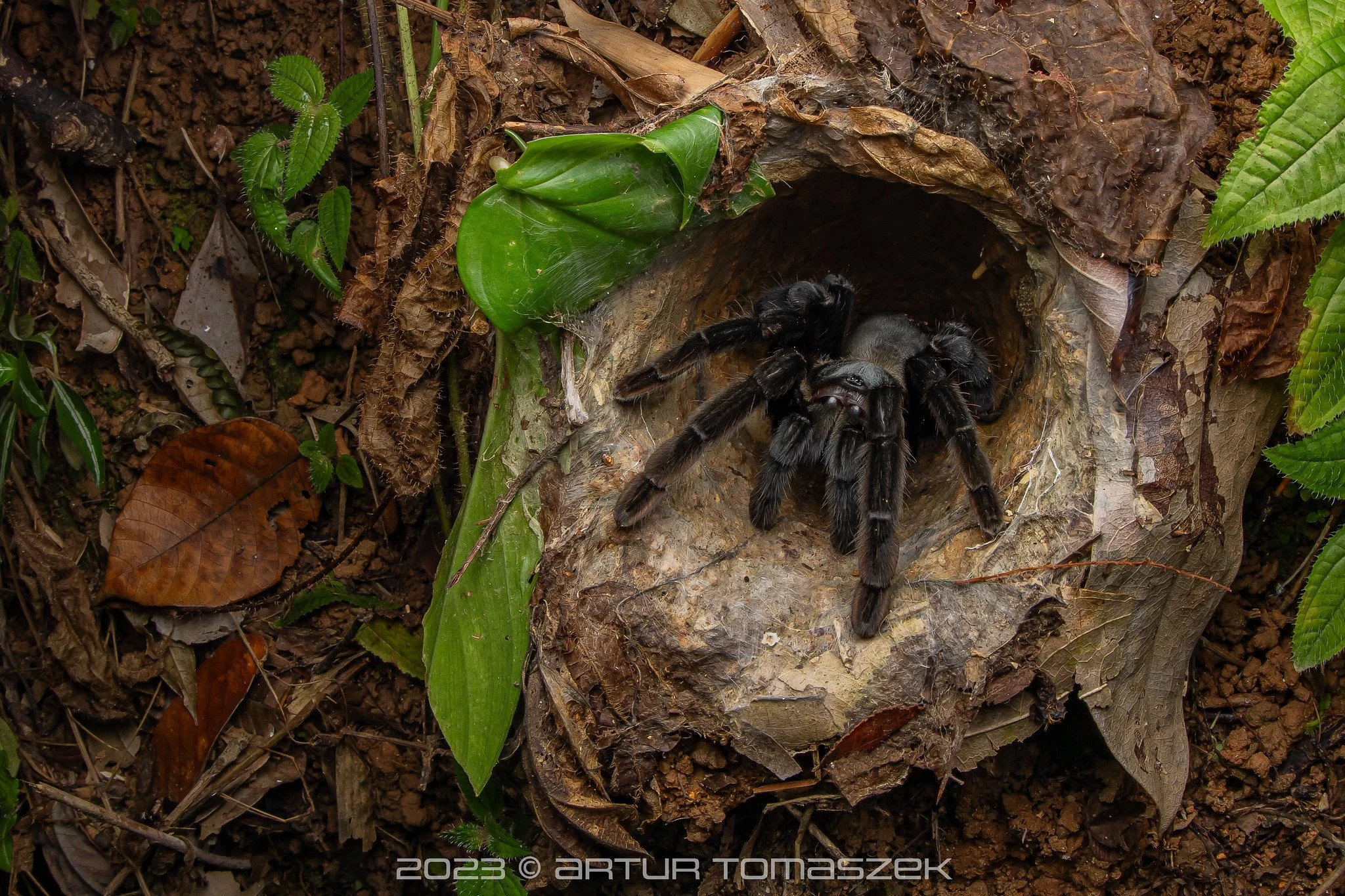 Ornithoctonus sp..jpg