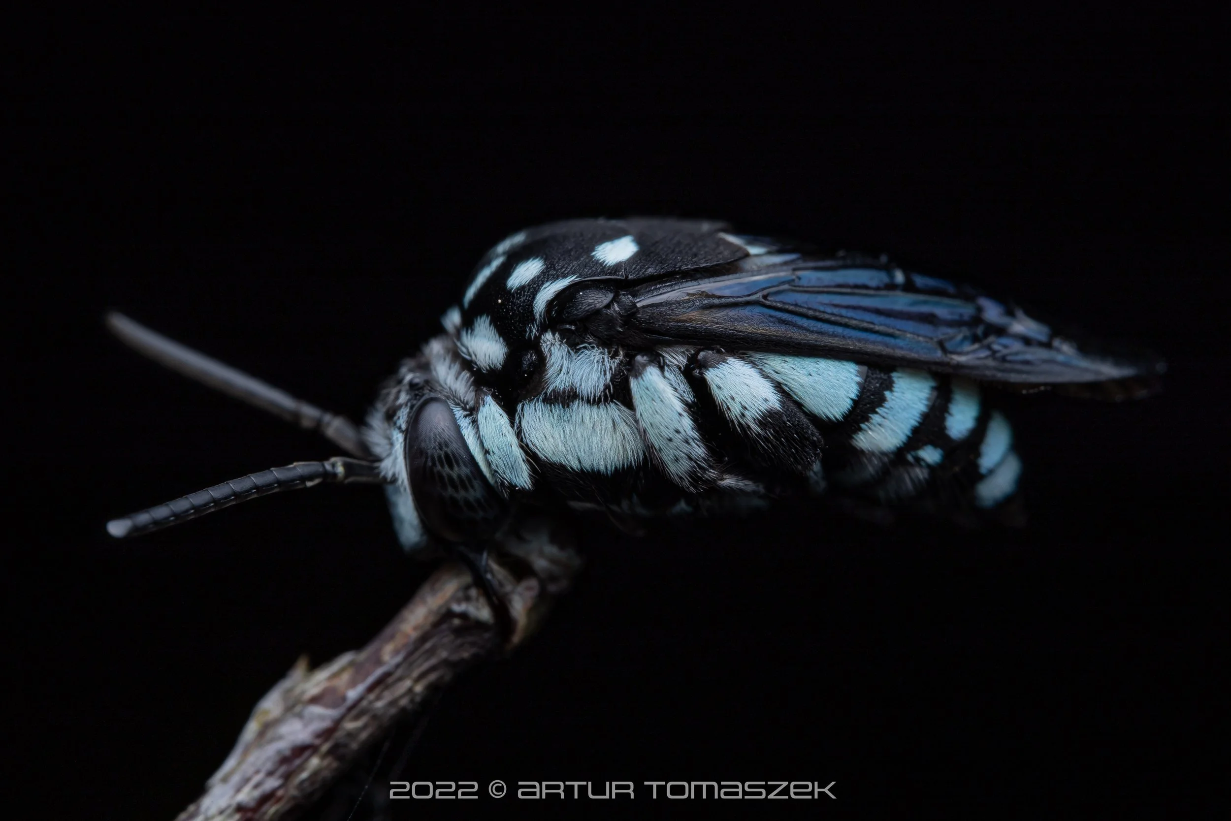Thyreus sp.