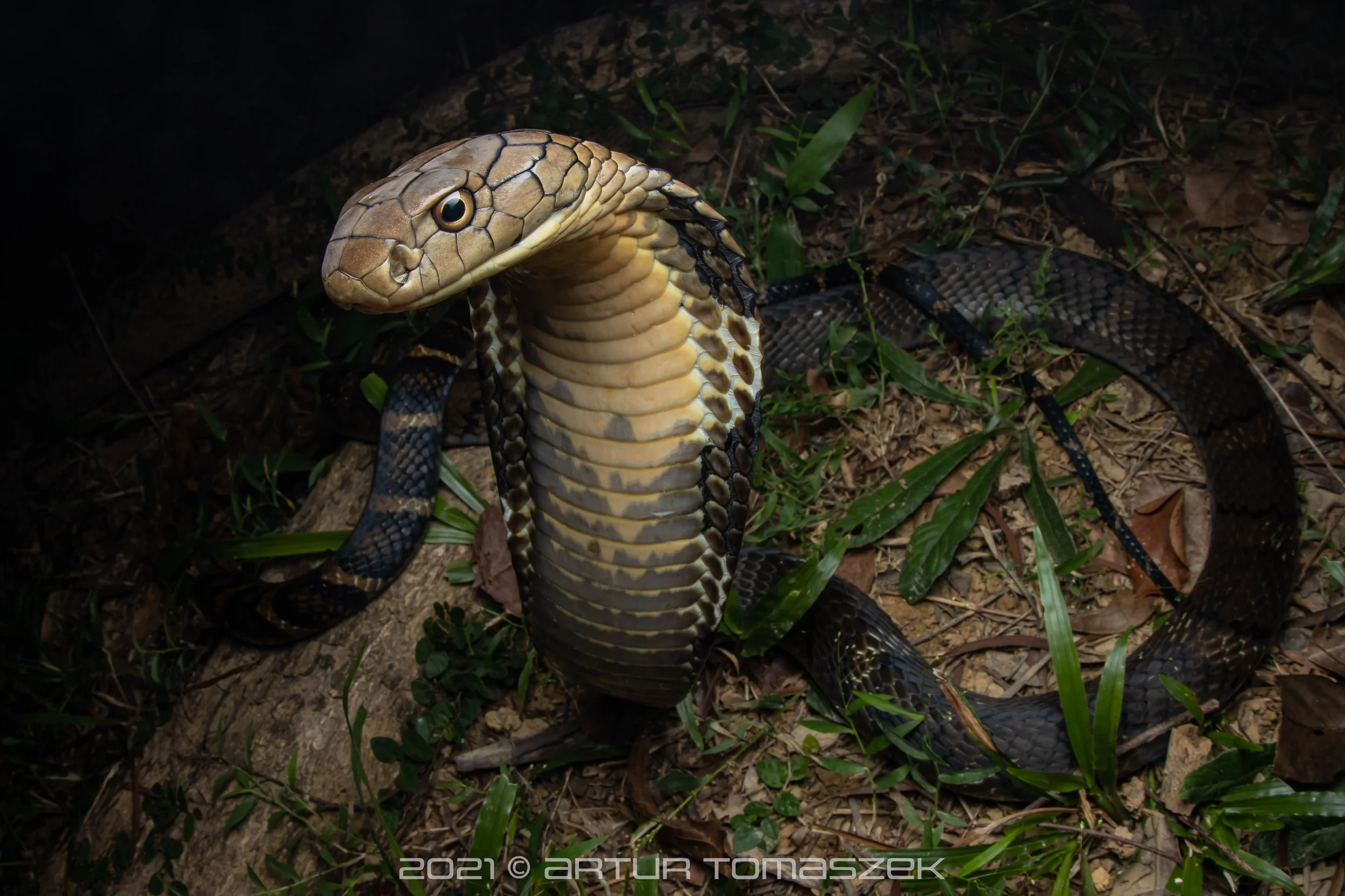 Ophiophagus hannah
(KING COBRA)