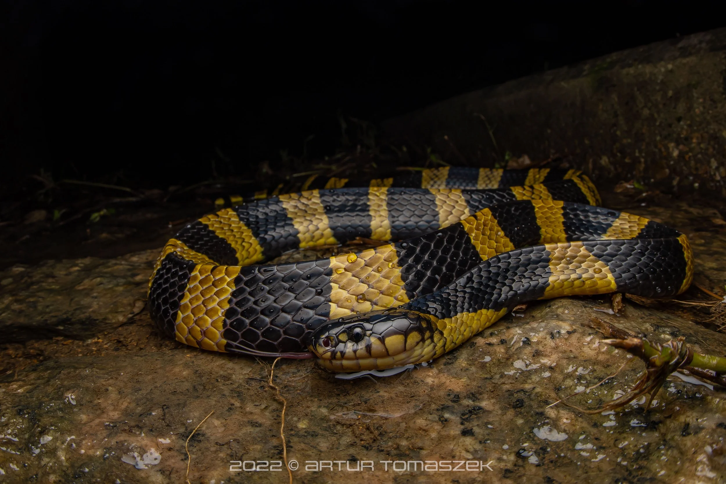 Bungarus fasciatus (BANDED KRAIT)