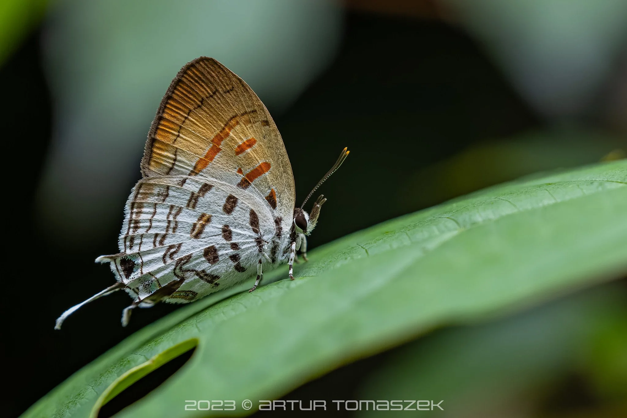 Drupadia ravindra.jpg