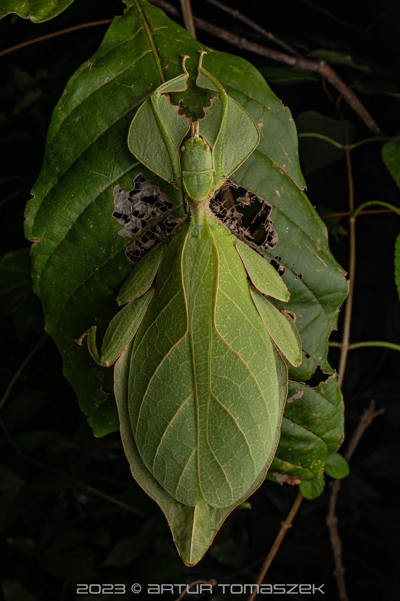 Cryptophyllium sp.