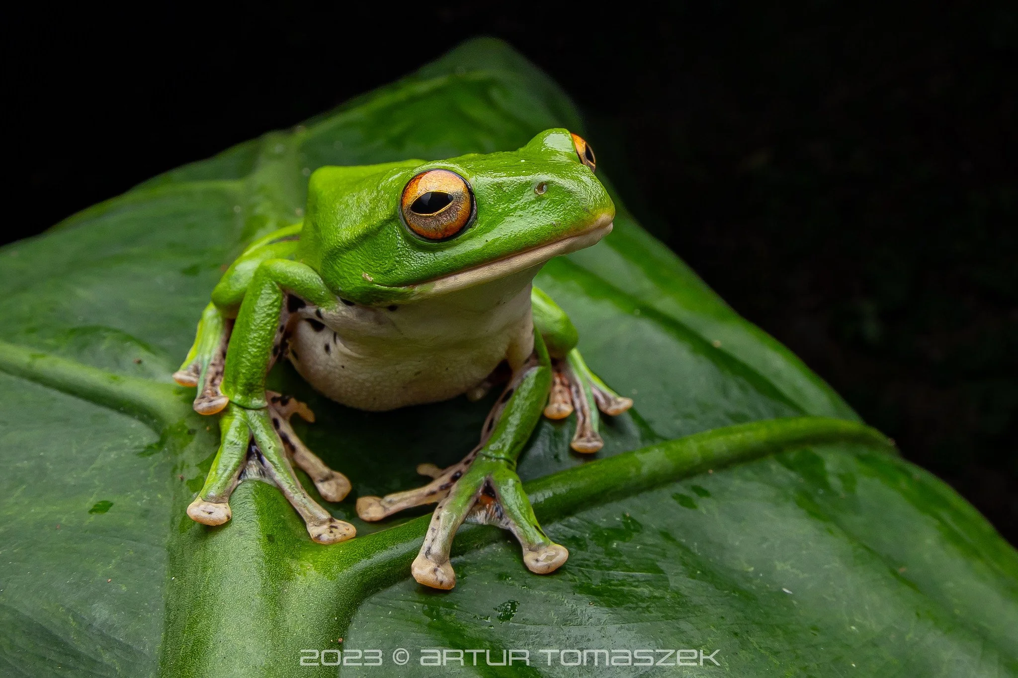 Zhangixalus moltrechti
