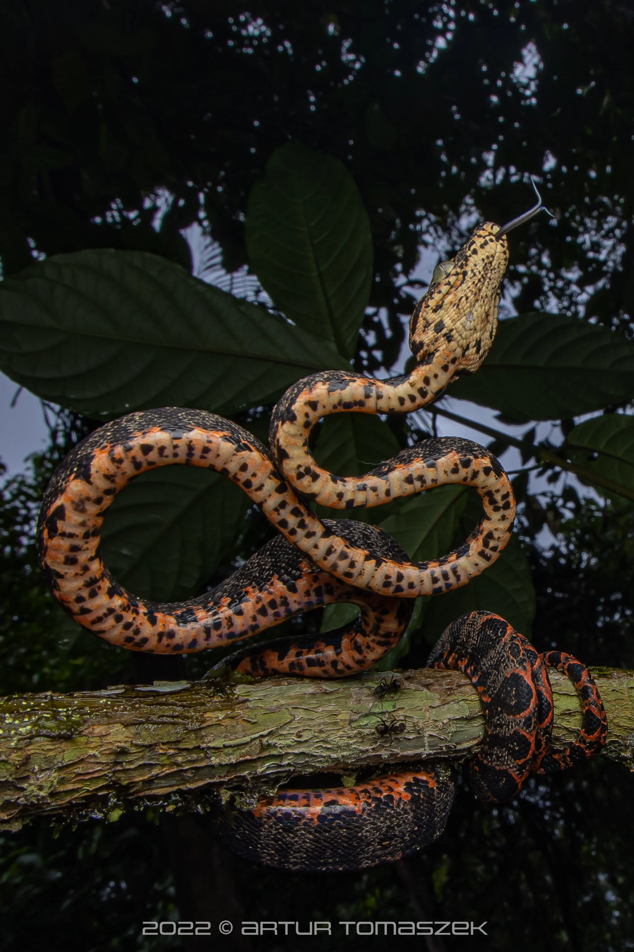 Corallus hortulana
