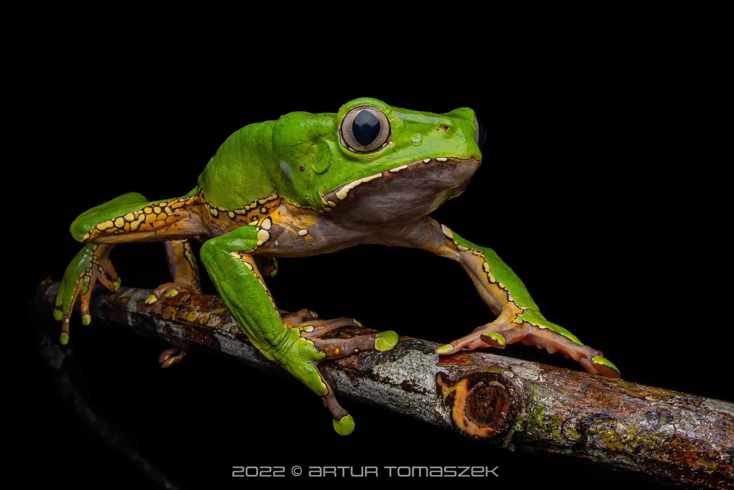 Phyllomedusa bicolor