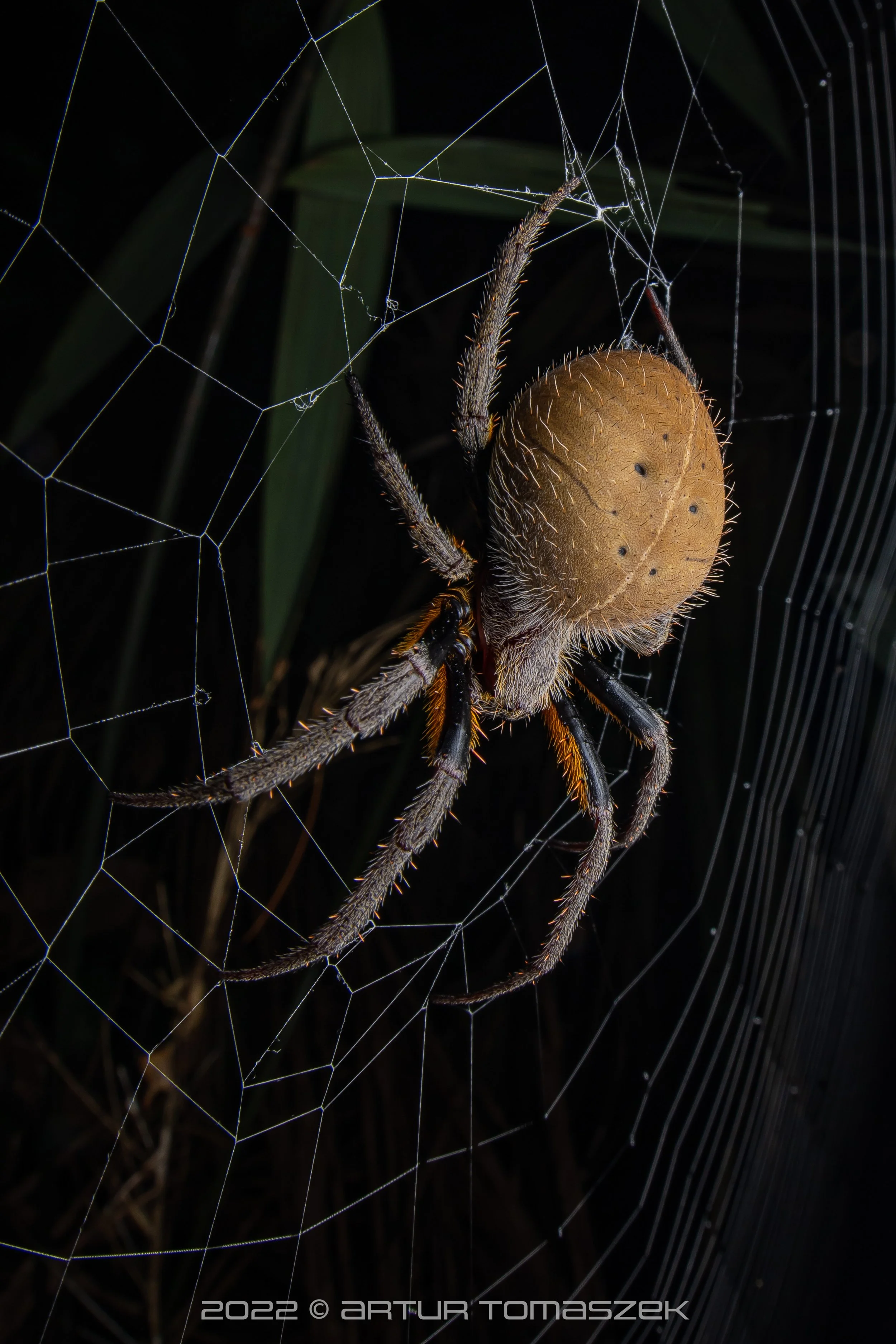 Eriophora fuliginea