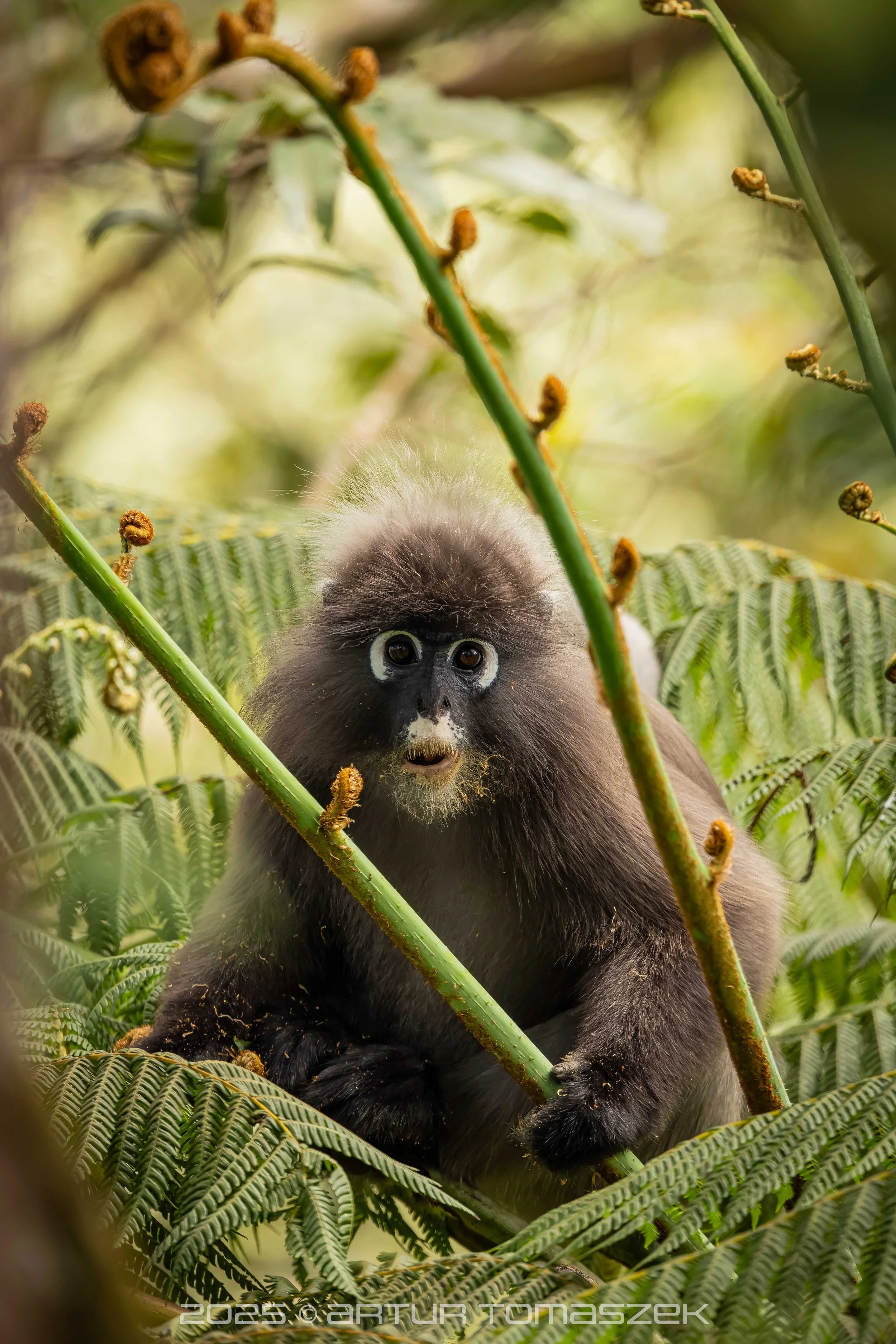 malaysia25-7604-CR3_DxO_DeepPRIMEXD.jpg