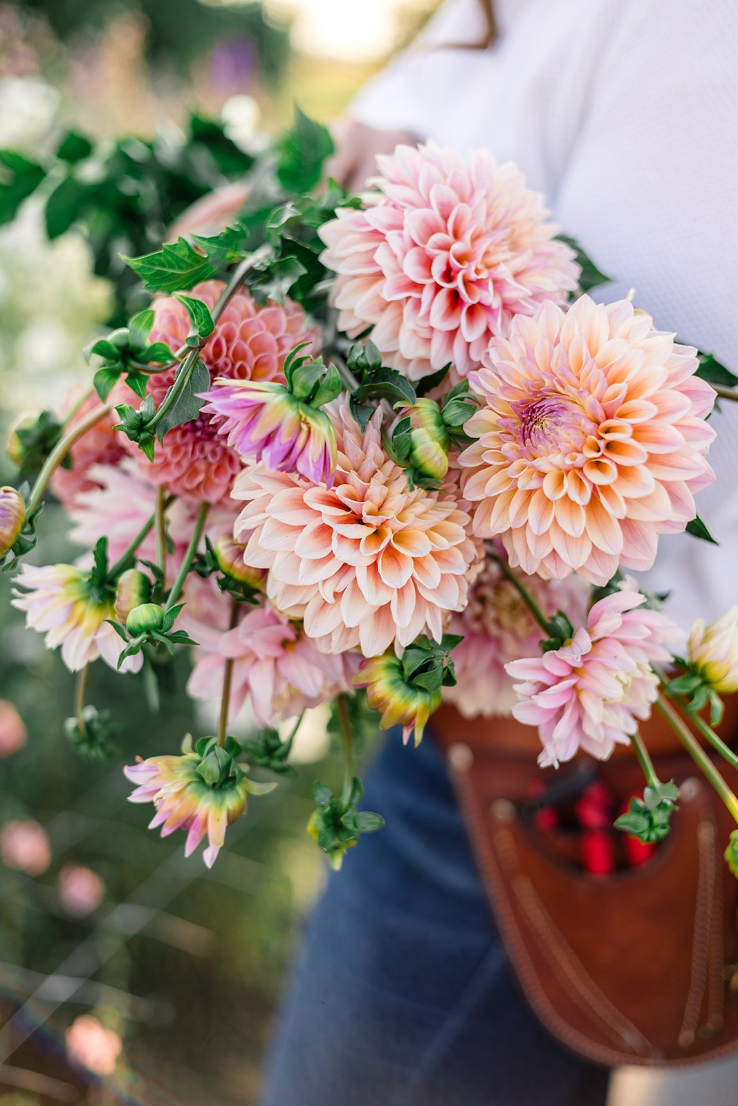 Dahlia Bunch