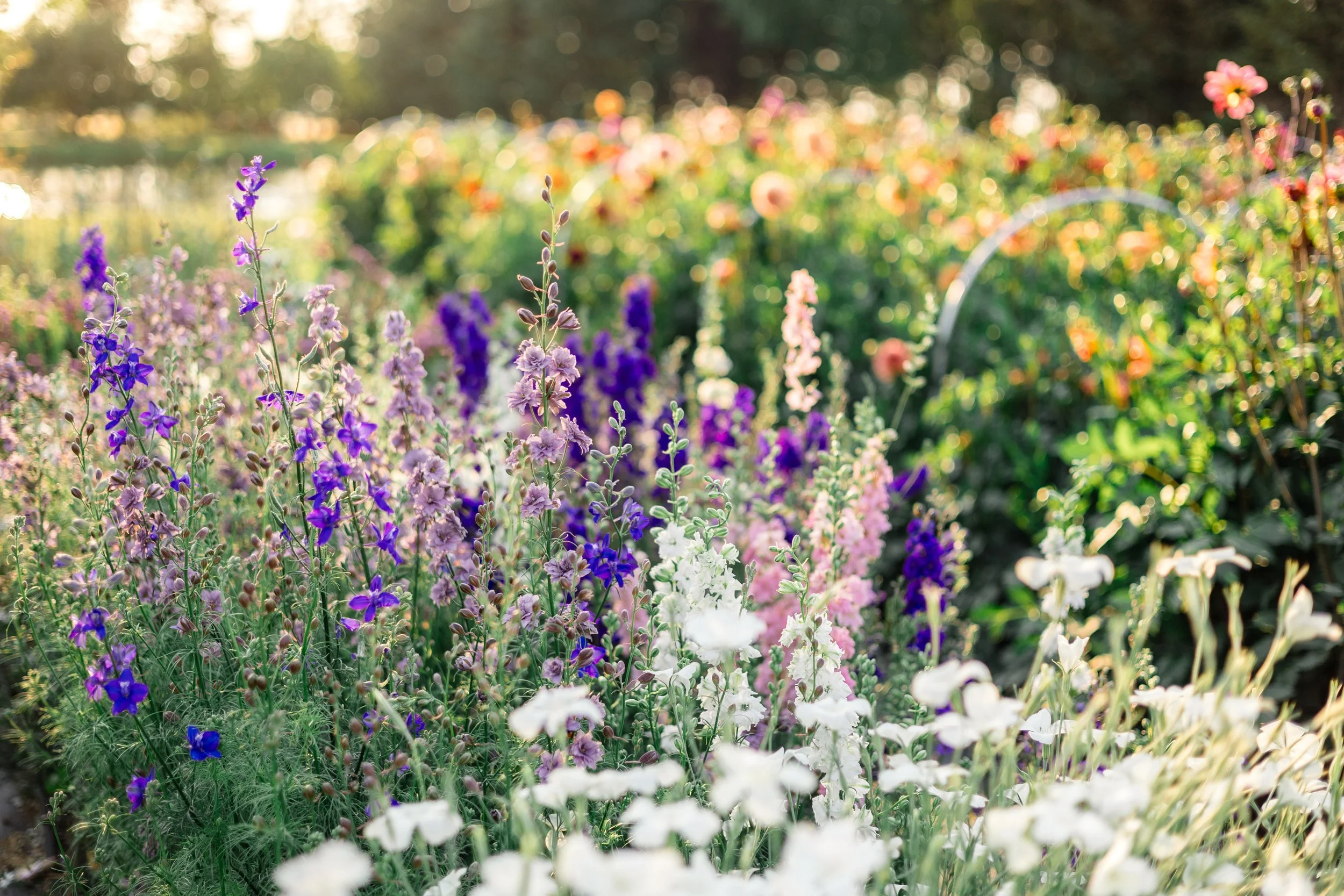 Brittany_PrairieRidgeFlowers-30.jpg