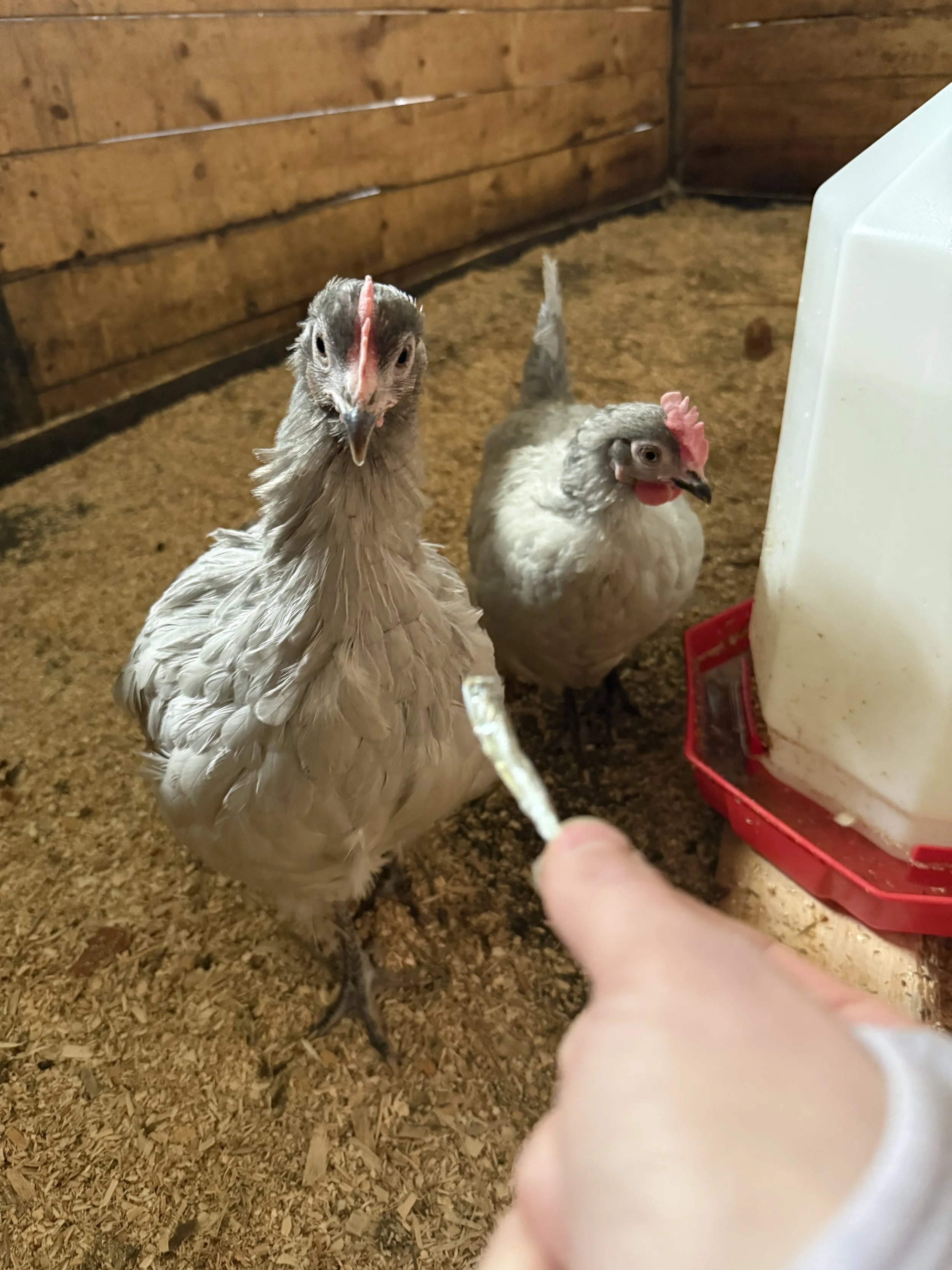 Two chickens inside a wooden-fenced coop in Rockyview County, Alberta, one facing the camera and the other looking away, with a person’s hand holding a treat or object near a white container.