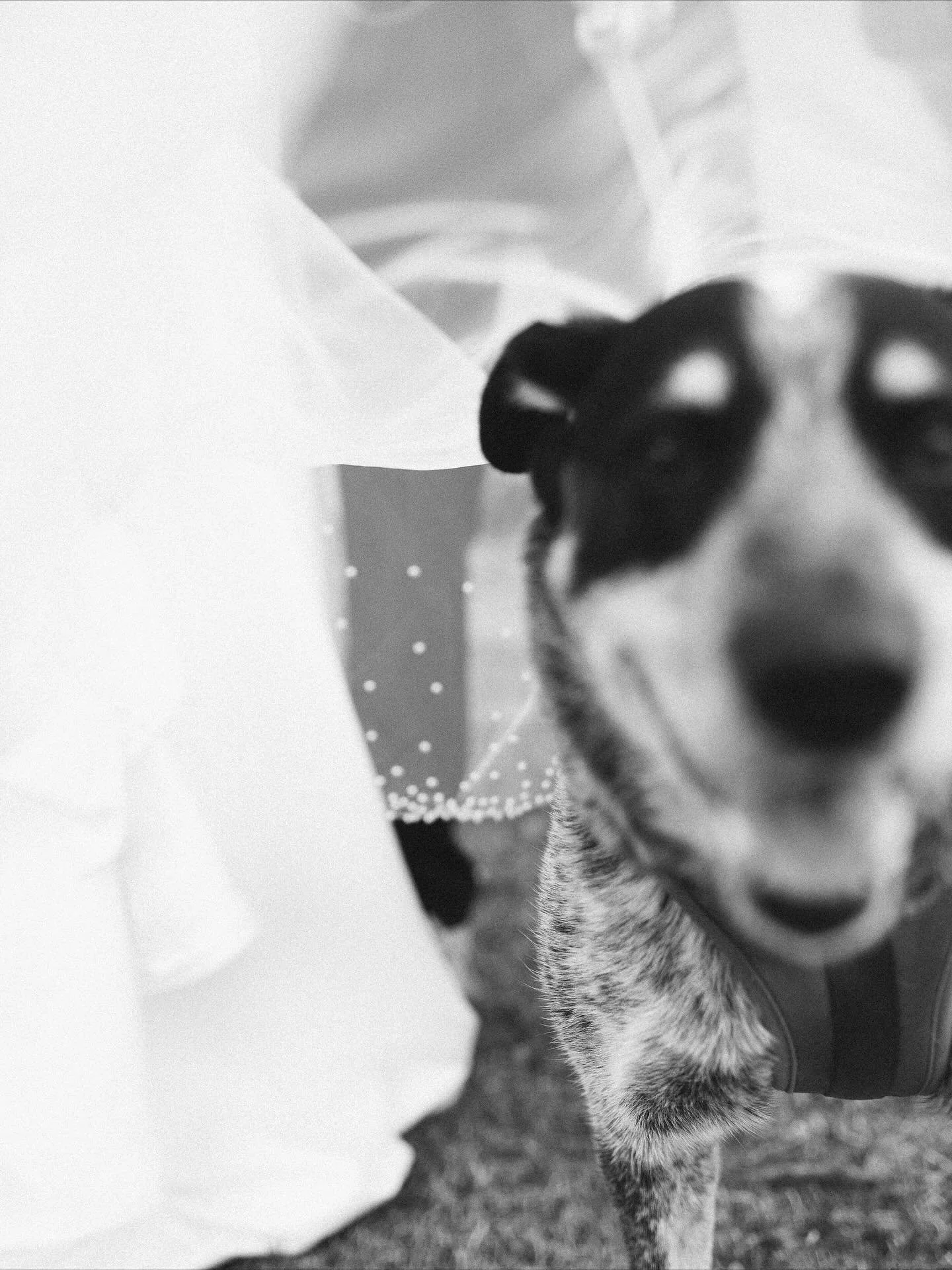 Dogs. Let&rsquo;s be real, it&rsquo;s their day too. 
.
.
.
.
#weddingphotographers #candidweddingphotography #documentaryweddingphotographer #dogofhonor #weddingphotos #coloradoweddings