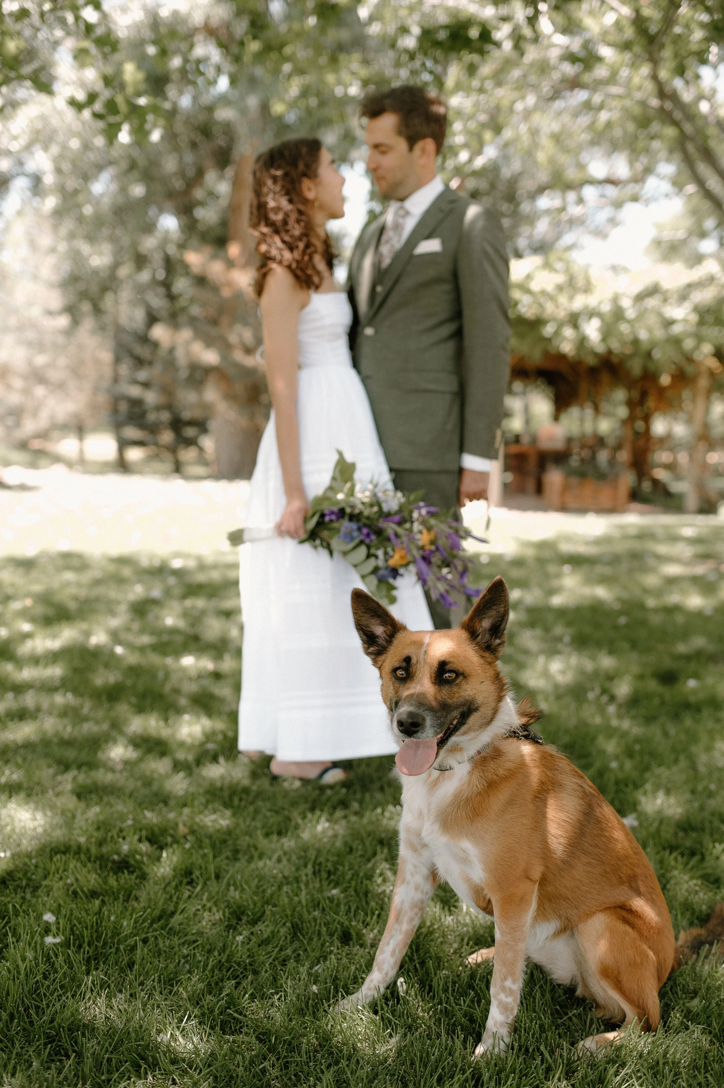 photo of a brown dog with its tongue out in front of a wedding couple in a grassy yard