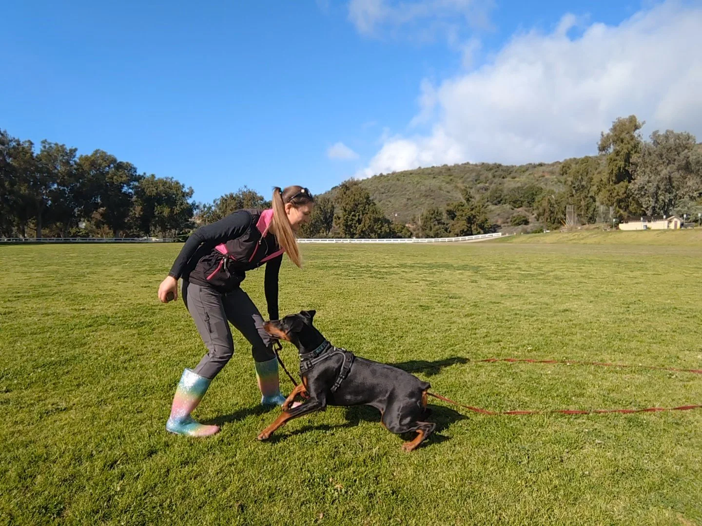 Dog trainer Vic wearing rainbow rain boots training a female doberman puppy, Trixie, using a harness and long line