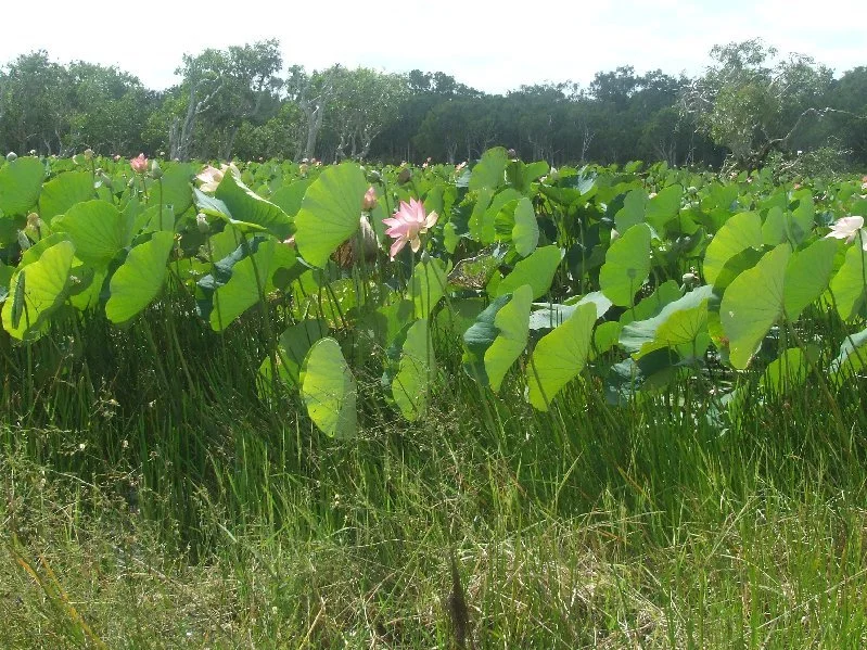 healthy wetland.jpeg