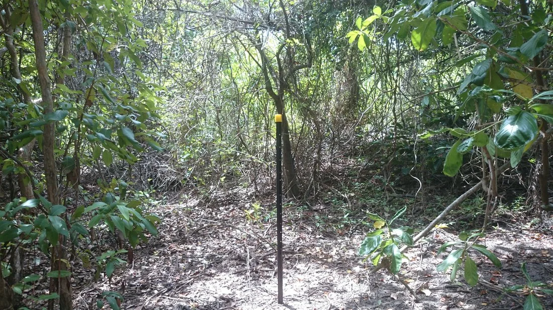 pond apple ext 2.jpeg