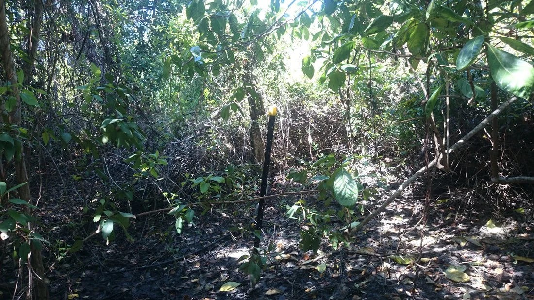 pond apple ext 4.jpeg