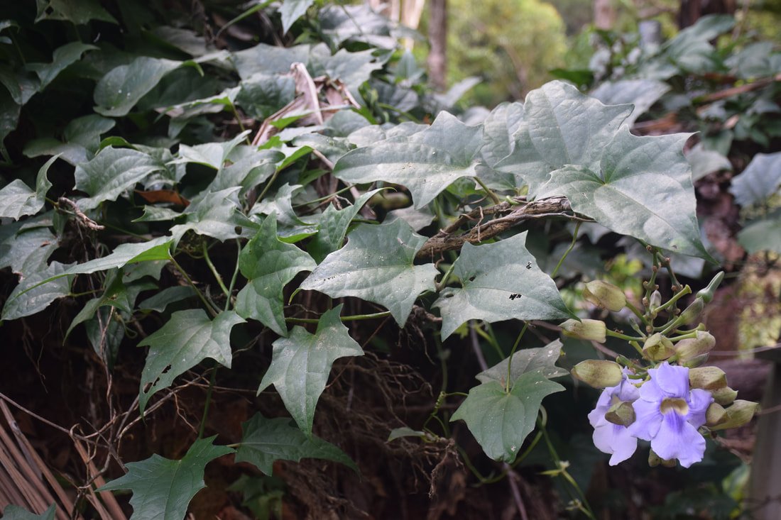 rossville-whyallagardens-thunbergia-tubers-control-before-3_orig.jpeg