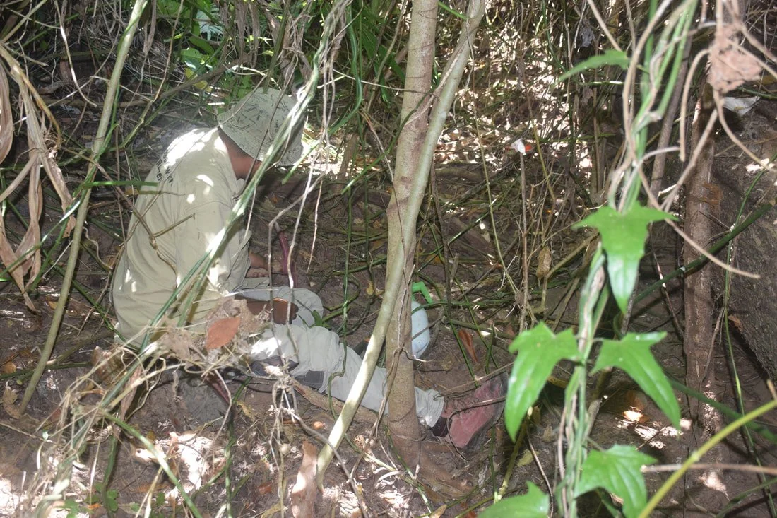 Thunbergia Control Program Progress Report &nbsp;October 2017