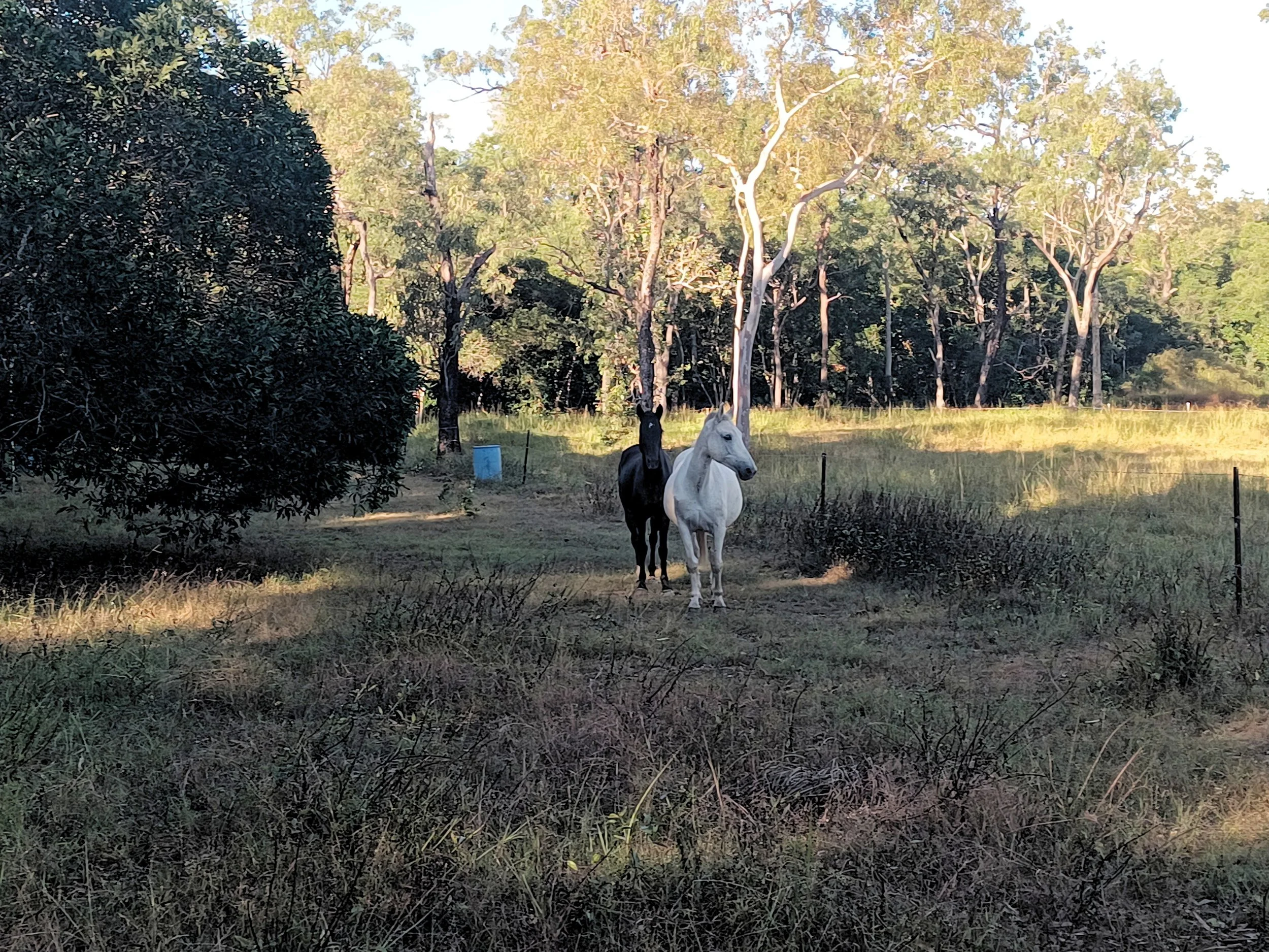 Brumby Hollow-Meldrum.jpg