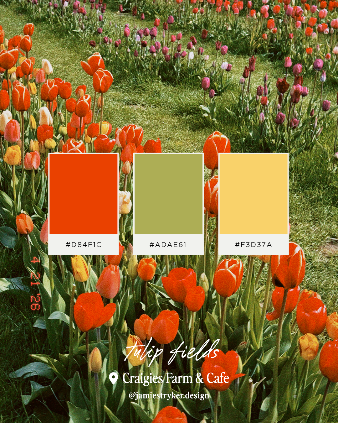 Cragies Farm Tulip Festival