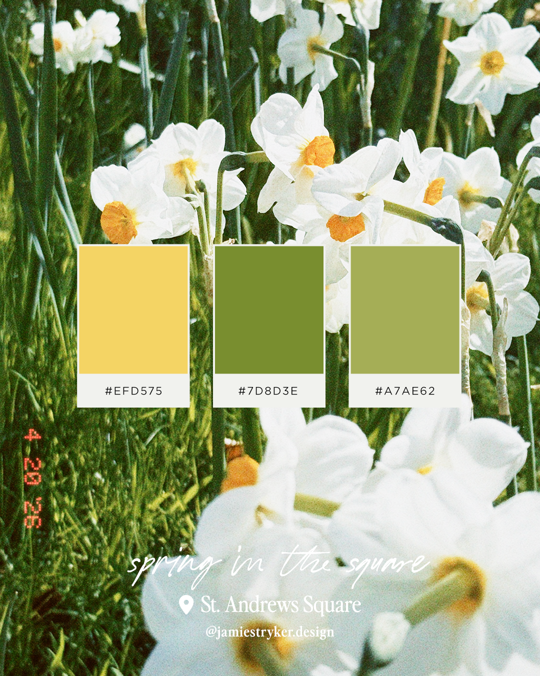 Edinburgh Tulips in St Andrew's Square Garden