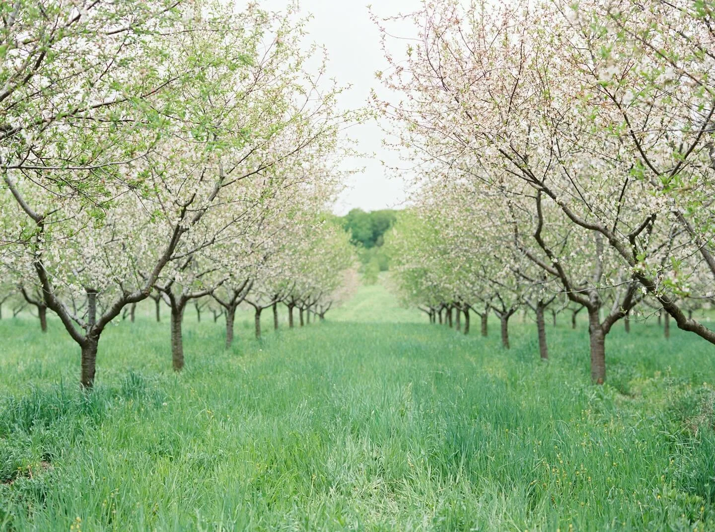 Happy Spring to all 🌸🕊️ looking forward to warm Sun, all the flowers, and all the film 🌸💐🎞️

Stay tuned for my Cherry Blossom Mini Session announcement coming soon!! Film and digital included&mdash;aiming for the 3rd weekend in May at an orchard