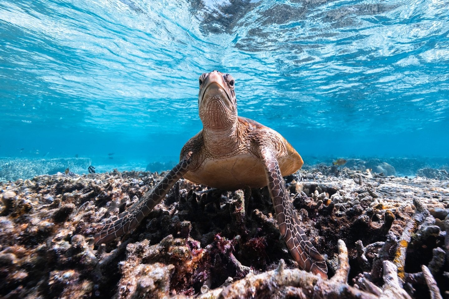 .

I&rsquo;ve never felt more judged by anything in my entire life than I did by this turtle🐢

Zoom in to make sure you get the full experience 🙄🤣

Let me know in the comments what animal you&rsquo;d like to see for next weeks Marine Monday 👇🏼

