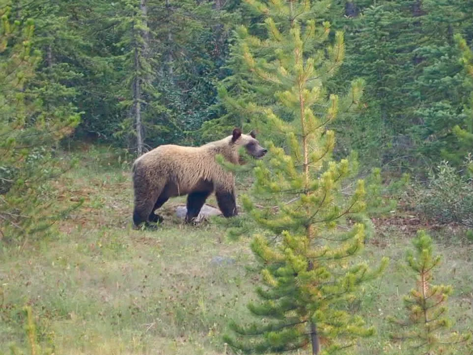Grizzley bear spotting in Banff National Park