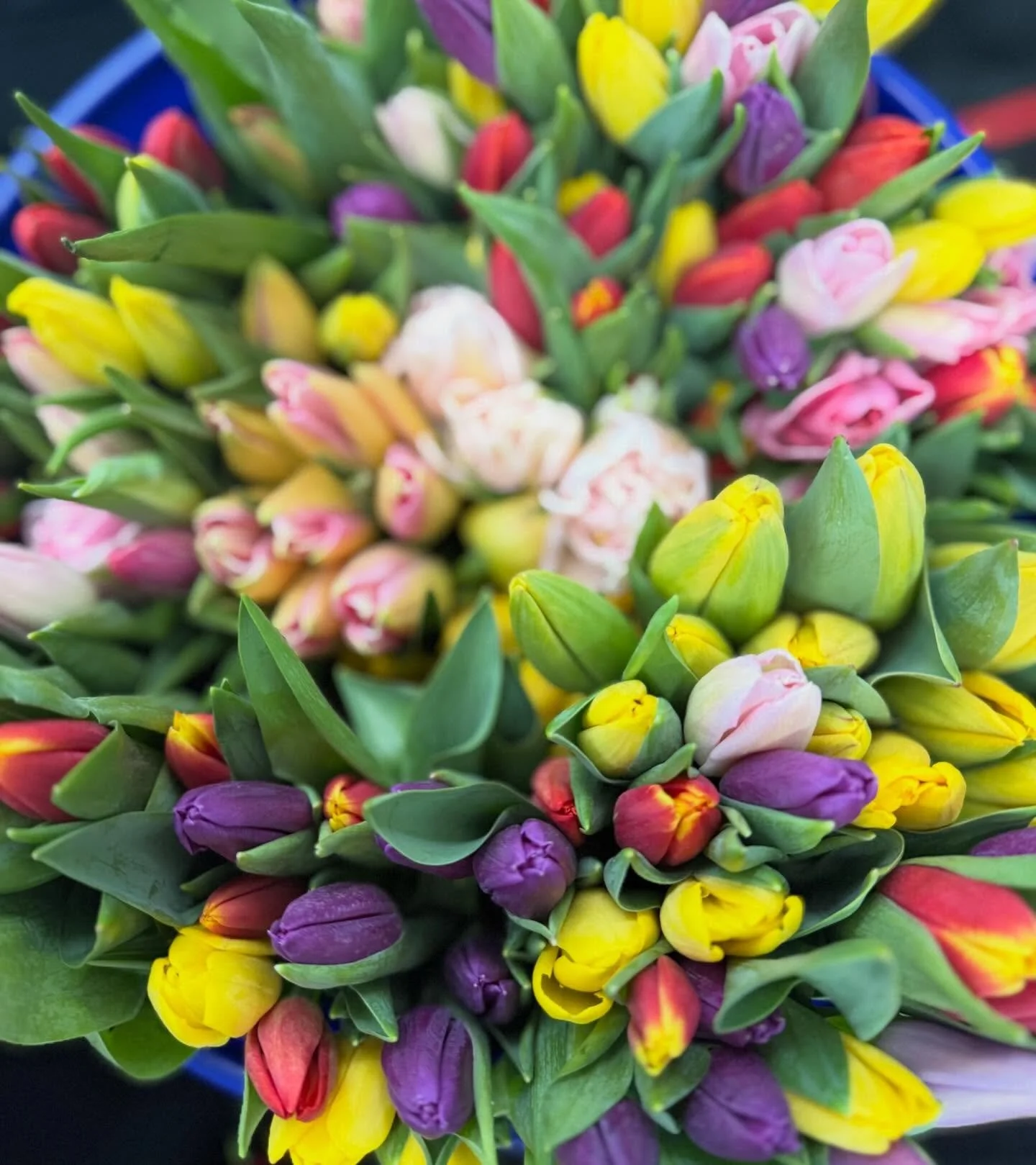 One of my favorite parts of this work? The people. Dropped off a little springtime joy for school staff today - a small gift from a very thoughtful client. 🌷 If these tulips don&rsquo;t inspire a good declutter, I don&rsquo;t know what will. Spring 