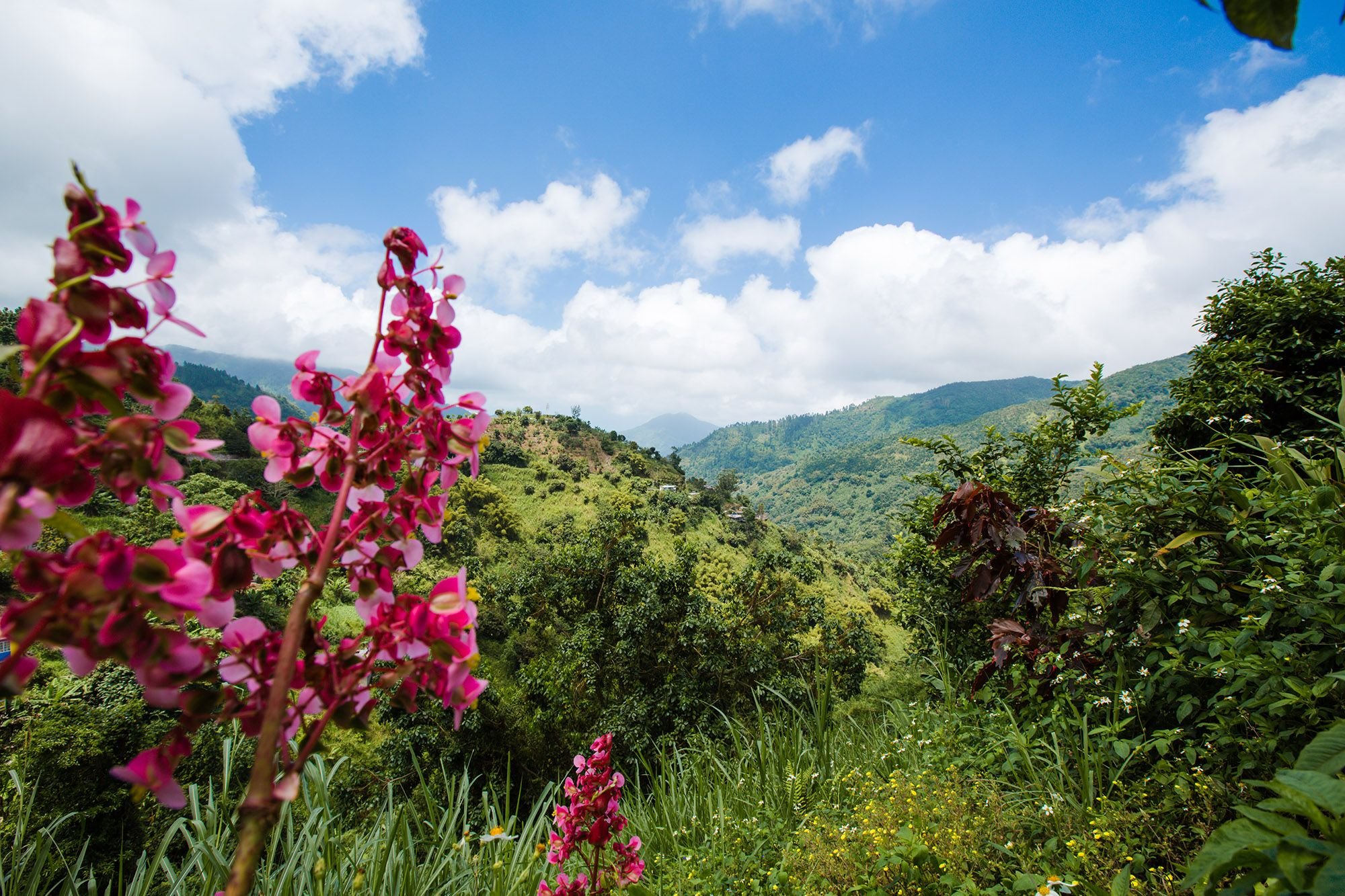 The Best Nature Trails and Hiking Adventures in Jamaica