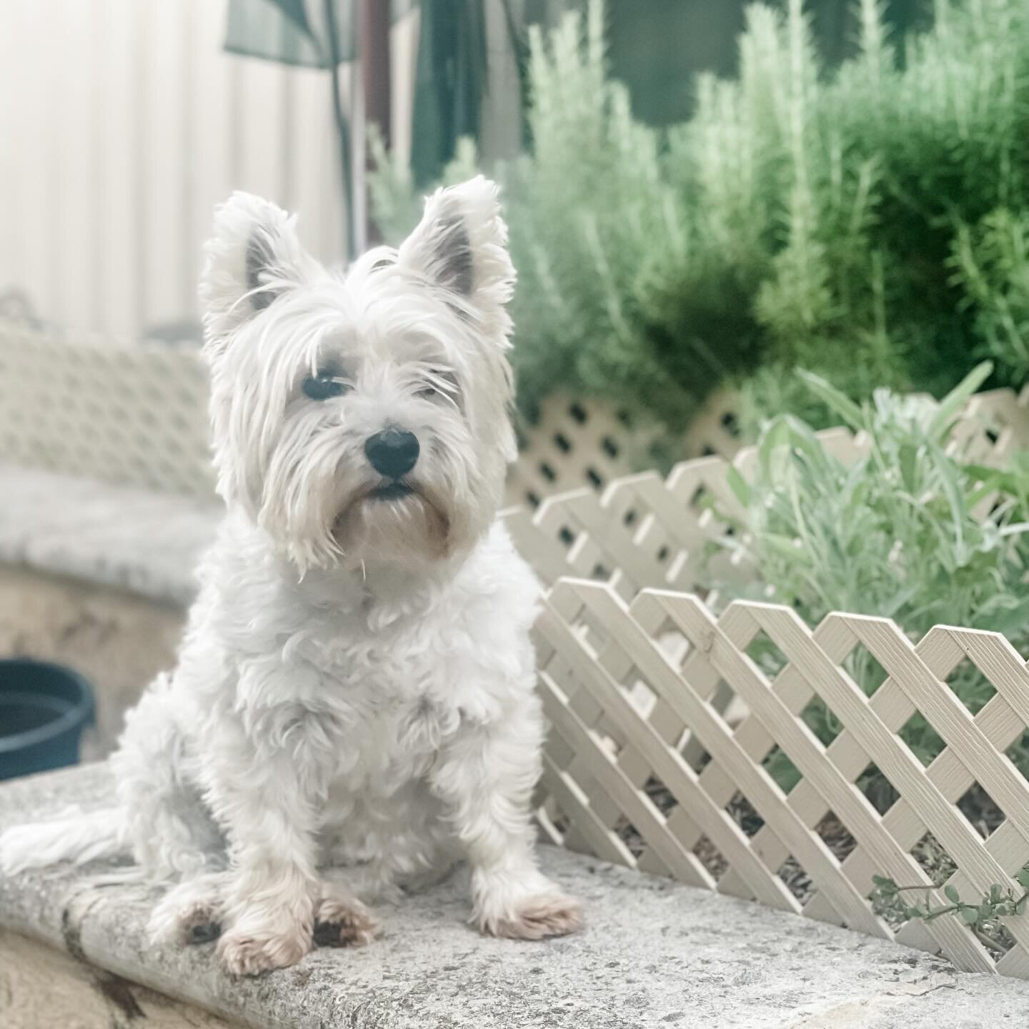 Happy 8th Birthday to our Max! ❤️🥳🐾⁣
⁣
#maxandmini #learnwithmaxandmini #dogbirthday
