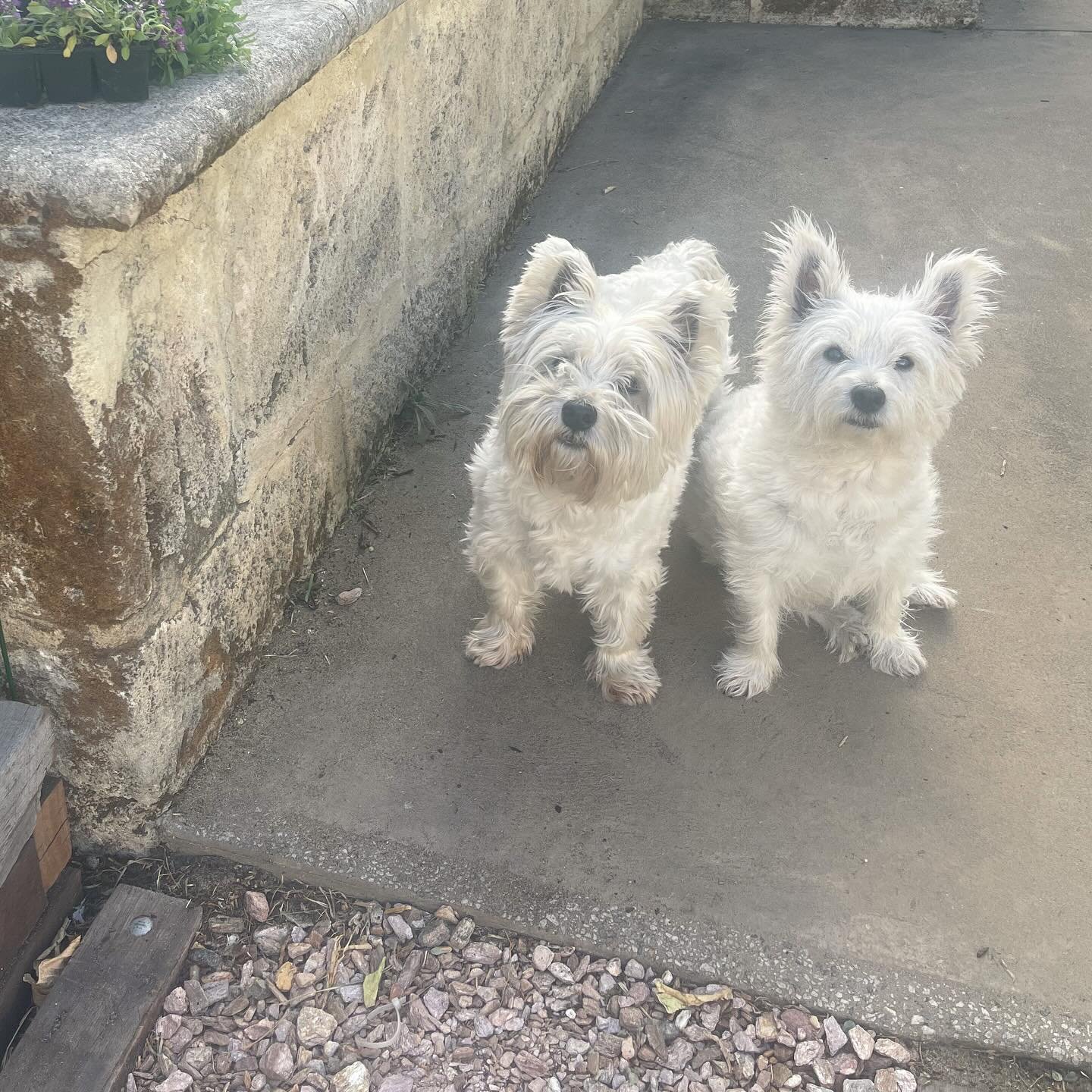 As the self-appointed head gardeners, we&rsquo;ve made sure mum planted things we can eventually eat&hellip;bring on the blueberries and carrots! 🫐 🥕 🧑&zwj;🌾 
⁣
#maxandmini #gardeners #gardeningdogs #blueberries #carrots