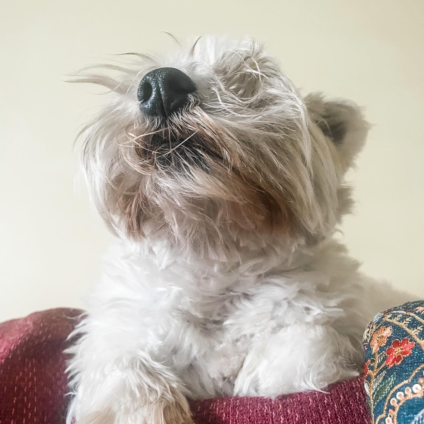 The best view from the sofa 😍 🐾 ⁣
⁣
#maxandmini #learnwithmaxandmini