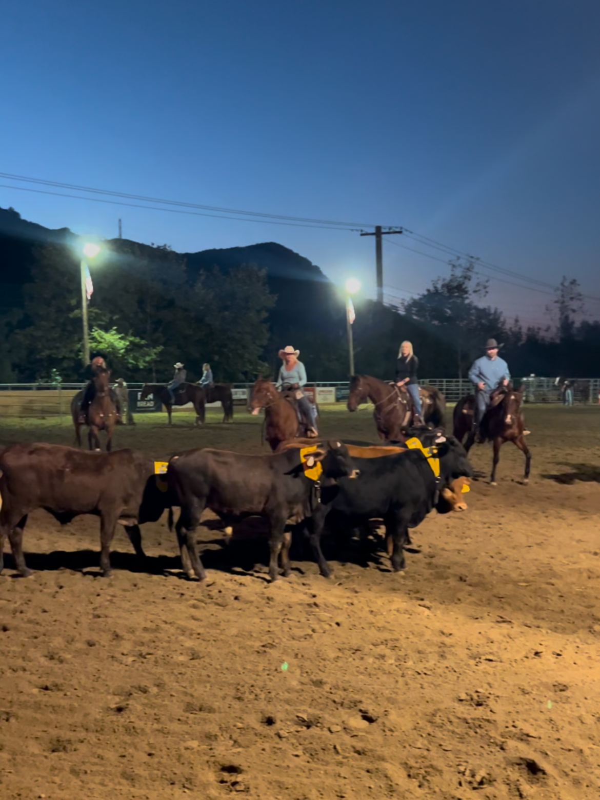 watched a cow sorting competition