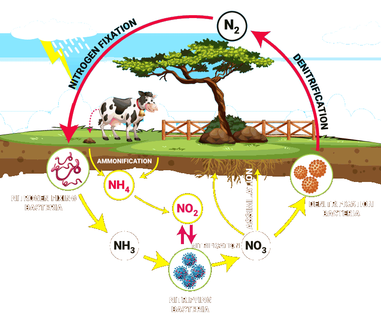 Nitrogen-cycle-2.png