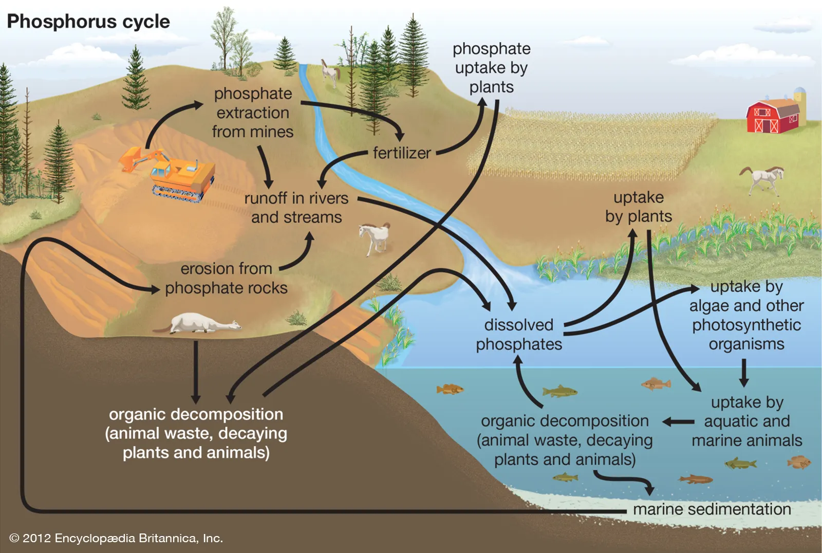 Phosphorus-cycle-2.png