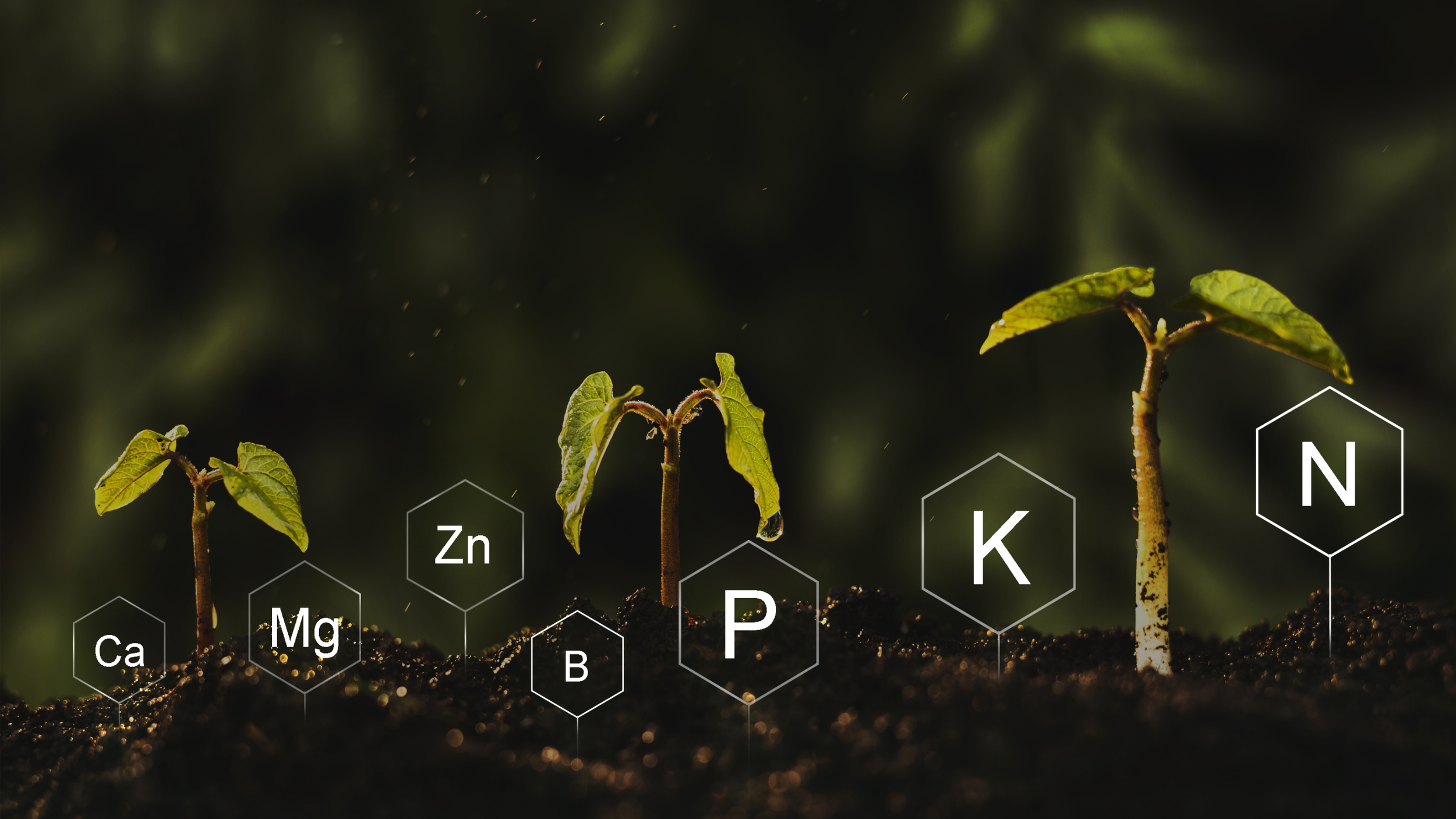 Makronährstoffe liefern Energie, während Mikronährstoffe an zahlreichen biologischen Prozessen im Körper beteiligt sind.