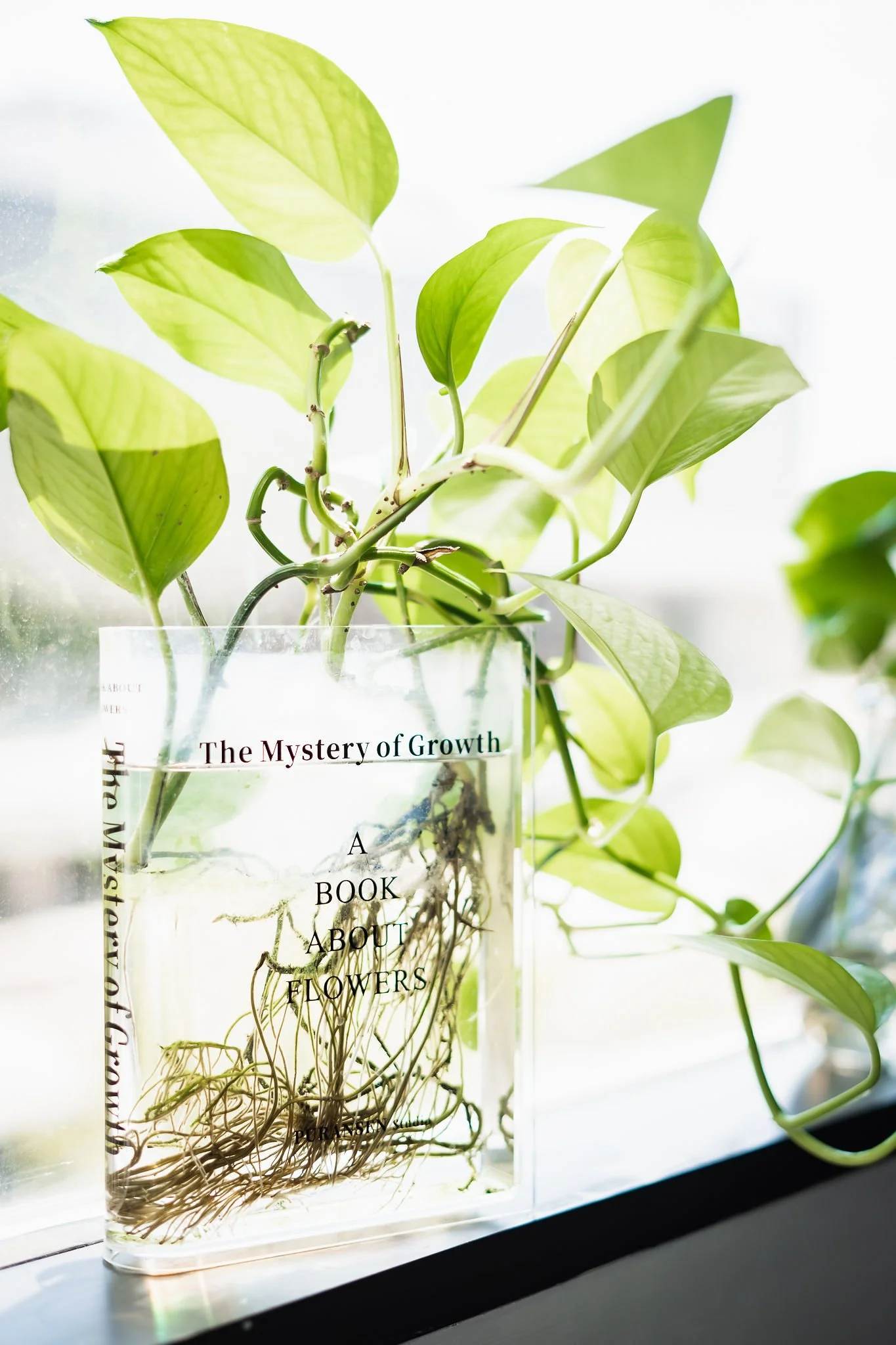 What to Expect in Gottman Method-Informed Couples Therapy in Dallas